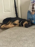 Duke , a male German Shepherd Dog for sale in Akron, OH – Photo 3 of 5