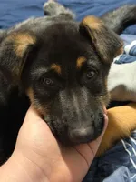 Duke , a male German Shepherd Dog for sale in Akron, OH – Photo 4 of 5