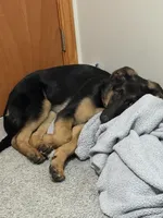 Duke , a male German Shepherd Dog for sale in Akron, OH – Photo 5 of 5