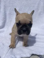 Girl 2, a female French Bulldog for sale in Yankton, SD – 1 of 4