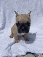 Girl 2, a female French Bulldog for sale in Yankton, SD – 4 of 4