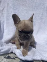 Boy, a male French Bulldog for sale in Yankton, SD – 4 of 4