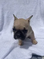 Girl 2, a female French Bulldog for sale in Yankton, SD – 3 of 4