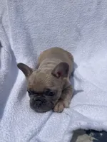 Boy, a male French Bulldog for sale in Yankton, SD – 2 of 4