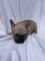 Girl 3, a female French Bulldog for sale in Yankton, SD – 2 of 4