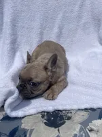 Boy, a male French Bulldog for sale in Yankton, SD – 3 of 4