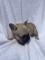 Girl 3, a female French Bulldog for sale in Yankton, SD – 4 of 4