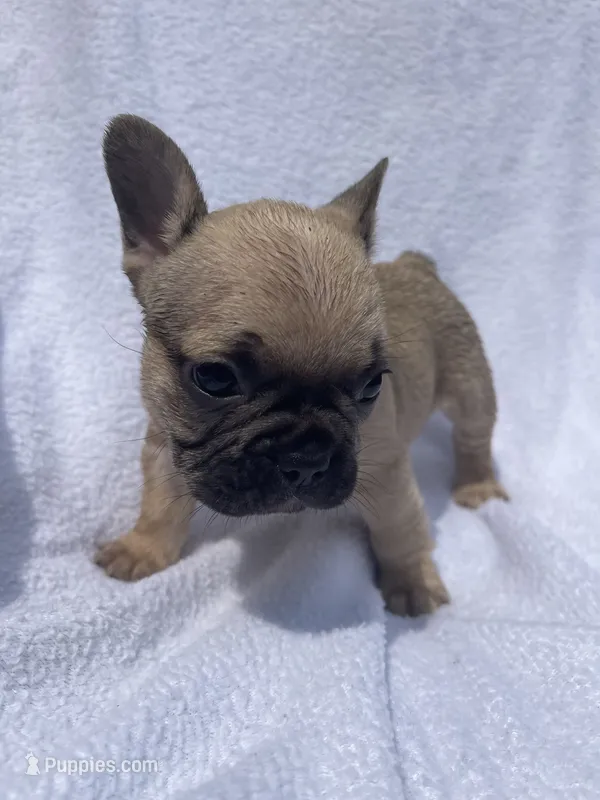 Girl 3 – French Bulldog puppy for sale in Yankton, SD