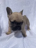 Girl 3, a female French Bulldog for sale in Yankton, SD – 1 of 4