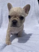 Girl 1 , a female French Bulldog for sale in Yankton, SD – 3 of 3