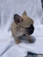 Girl 2, a female French Bulldog for sale in Yankton, SD – 2 of 4