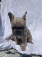 Boy, a male French Bulldog for sale in Yankton, SD – 1 of 4