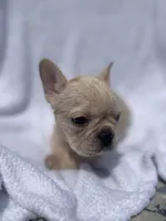 Girl 1 , a female French Bulldog for sale in Yankton, SD – 2 of 3