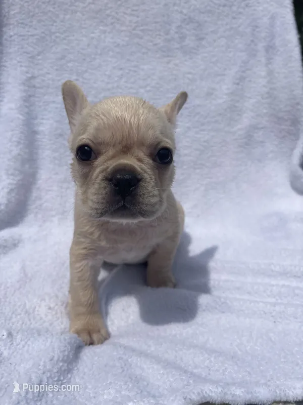 Girl 1  – French Bulldog puppy for sale in Yankton, SD