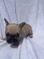 Girl 3, a female French Bulldog for sale in Yankton, SD – 3 of 4
