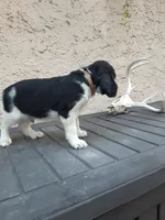 Chubby, a male English Springer Spaniel for sale in Quarryville, PA – 3 of 6