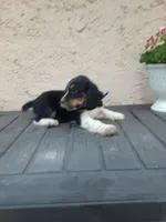 Chase, a male English Springer Spaniel for sale in Quarryville, PA – 4 of 7