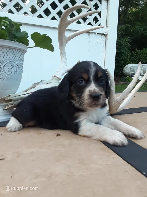 Chase – English Springer Spaniel puppy for sale in Quarryville, PA
