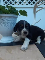 Chase, a male English Springer Spaniel for sale in Quarryville, PA – 3 of 7
