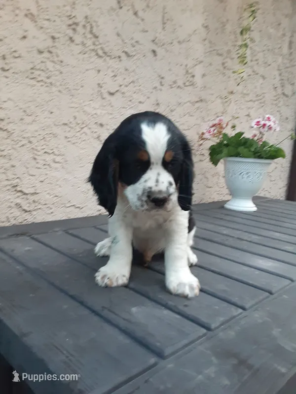 Champ – English Springer Spaniel puppy for sale in Quarryville, PA