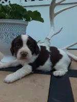 Carrie, a female English Springer Spaniel for sale in Quarryville, PA – 3 of 3