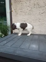 Kelsey, a female English Springer Spaniel for sale in Quarryville, PA – 3 of 4