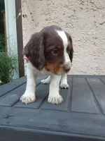 Charlotte, a female English Springer Spaniel for sale in Quarryville, PA – 5 of 5