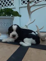 Champ, a male English Springer Spaniel for sale in Quarryville, PA – 4 of 4