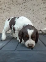 Kelsey, a female English Springer Spaniel for sale in Quarryville, PA – 2 of 4