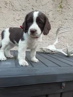 Carrie, a female English Springer Spaniel for sale in Quarryville, PA – 3 of 4