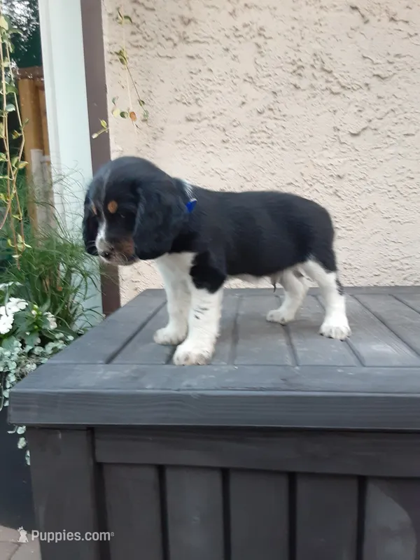 Chase – English Springer Spaniel puppy for sale in Quarryville, PA