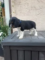 Chase, a male English Springer Spaniel for sale in Quarryville, PA – 1 of 7
