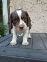 Charlotte, a female English Springer Spaniel for sale in Quarryville, PA – 4 of 5