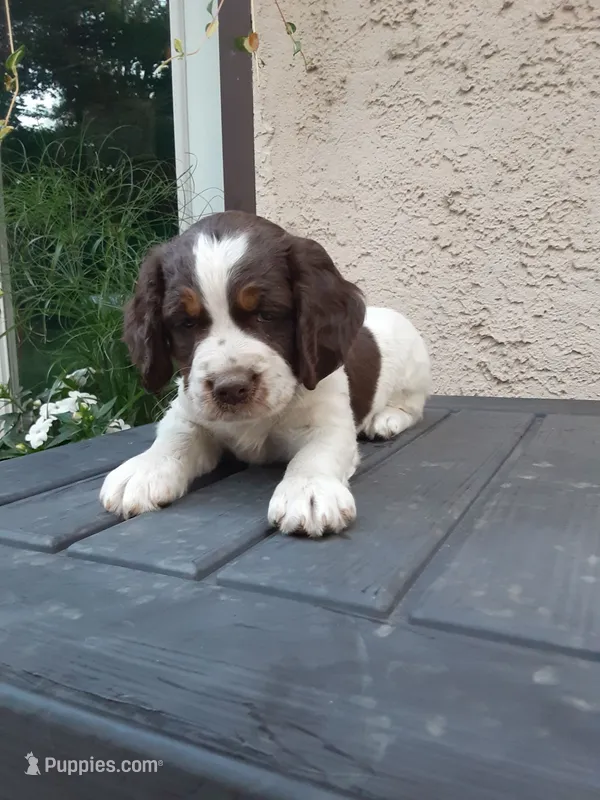 Kelsey – English Springer Spaniel puppy for sale in Quarryville, PA
