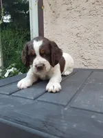 Kelsey, a female English Springer Spaniel for sale in Quarryville, PA – 1 of 4