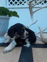 Chase, a male English Springer Spaniel for sale in Quarryville, PA – 2 of 7