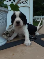 Champ, a male English Springer Spaniel for sale in Quarryville, PA – 3 of 4