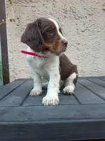 Charlotte, a female English Springer Spaniel for sale in Quarryville, PA – 1 of 5