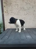 Chubby, a male English Springer Spaniel for sale in Quarryville, PA – 4 of 6