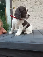 Carrie, a female English Springer Spaniel for sale in Quarryville, PA – 1 of 4