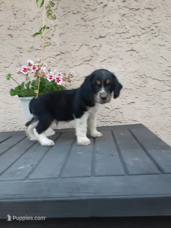Chase – English Springer Spaniel puppy for sale in Quarryville, PA
