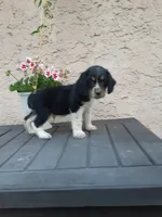 Chase, a male English Springer Spaniel for sale in Quarryville, PA – 3 of 7