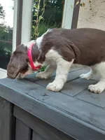 Charlotte, a female English Springer Spaniel for sale in Quarryville, PA – 3 of 5