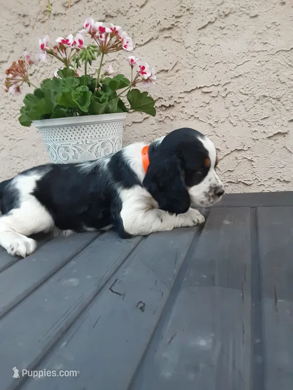 Champ – English Springer Spaniel puppy on hold in Quarryville, PA