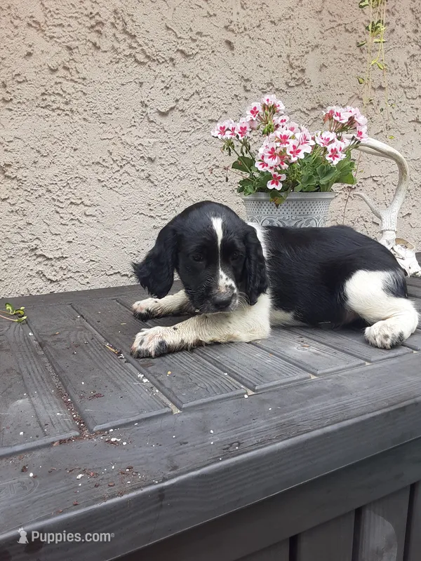 Chubby – English Springer Spaniel puppy for sale in Quarryville, PA