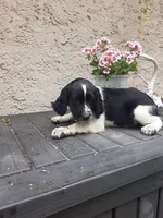 Chubby, a male English Springer Spaniel for sale in Quarryville, PA – 1 of 6