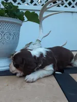 Charlotte, a female English Springer Spaniel for sale in Quarryville, PA – 3 of 3