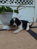 Chubby, a male English Springer Spaniel for sale in Quarryville, PA – 3 of 3