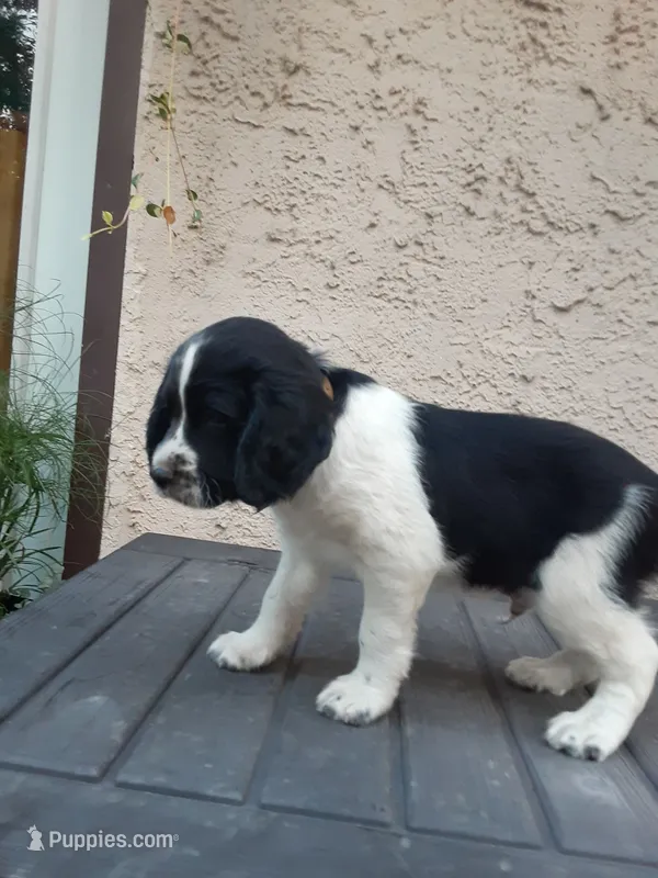 Chubby – English Springer Spaniel puppy for sale in Quarryville, PA