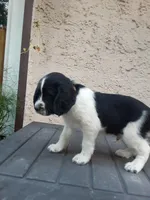 Chubby, a male English Springer Spaniel for sale in Quarryville, PA – 2 of 6